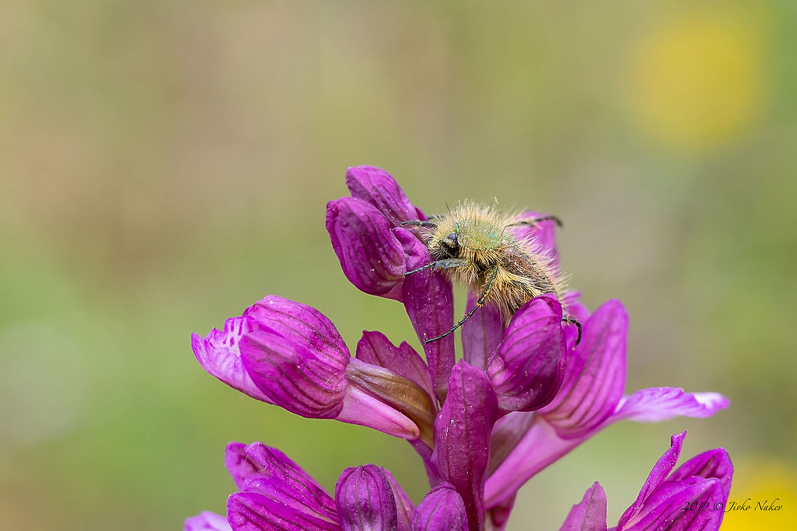 Bumble bee scarab beetle - Pygopleurus humeralis  Animal,Animalia,Arthropoda,Bulgaria,Bumble bee scarab beetle,Coleoptera,Europe,Geotagged,Glaphyridae,Insect,Insecta,Nature,Pygopleurus humeralis,Rhodope mountains,Scarabeoidea,Spring,Wildlife