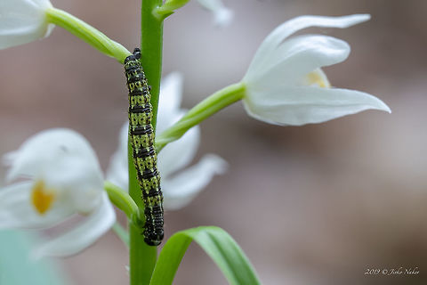 Spring usher - Agriopis leucophaearia  Agriopis leucophaearia,Animal,Animalia,Arthropoda,Bulgaria,Caterpillar,Europe,Geometer moth,Geometridae,Geotagged,Insect,Insecta,Larva,Lepidoptera,Nature,Rhodope mountains,Spring,Spring Usher,Spring usher,Wildlife