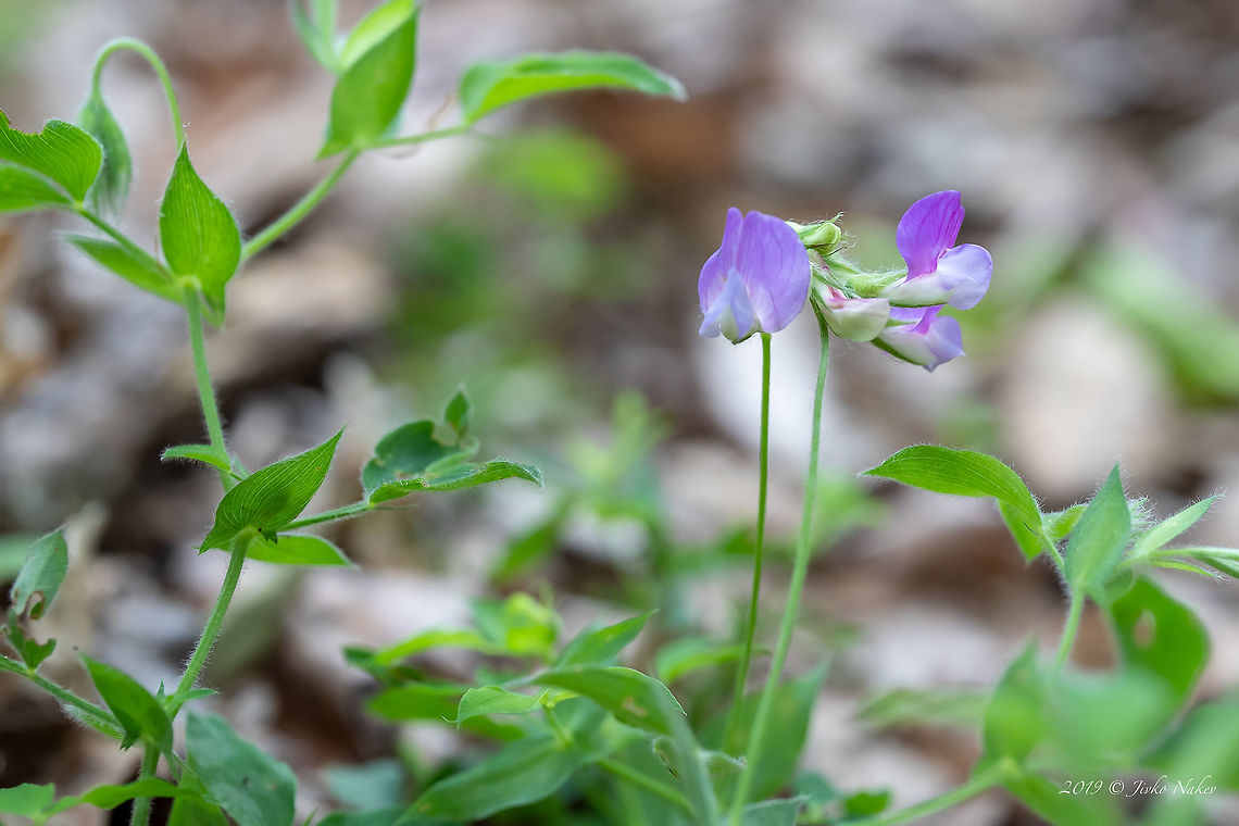 Lathyrus laxiflorus  Bulgaria,Eudicot,Europe,Fabaceae,Fabales,Flowering Plant,Geotagged,Lathyrus laxiflorus,Magnoliophyta,Nature,Plantae,Rhodope mountains,Spring,Wildlife
