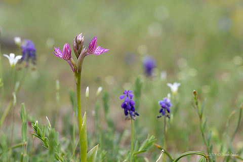 Butterfly orchid - Anacamptis papilionacea  Anacamptis papilionacea,Asparagales,Bulgaria,Butterfly orchid,Europe,Flowering Plant,Geotagged,Magnoliophyta,Monocot,Nature,Orchidaceae,Orchis papilionacea,Plantae,Rhodope mountains,Spring,Wildlife