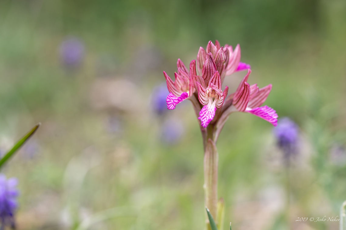 Butterfly orchid - Anacamptis papilionacea  Anacamptis papilionacea,Asparagales,Bulgaria,Butterfly orchid,Europe,Flowering Plant,Geotagged,Magnoliophyta,Monocot,Nature,Orchidaceae,Orchis papilionacea,Plantae,Rhodope mountains,Spring,Wildlife