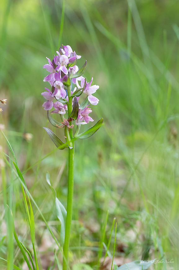 Roman orchid - Dactylorhiza romana <figure class="photo"><a href="https://www.jungledragon.com/image/78771/roman_orchid_-_dactylorhiza_romana.html" title="Roman orchid - Dactylorhiza romana"><img src="https://s3.amazonaws.com/media.jungledragon.com/images/1332/78771_thumb.jpg?AWSAccessKeyId=05GMT0V3GWVNE7GGM1R2&Expires=1770854410&Signature=BeBPp%2BNi2DDUSc672hfHB4AW%2Bwg%3D" width="200" height="134" alt="Roman orchid - Dactylorhiza romana https://www.jungledragon.com/image/78769/roman_orchid_-_dactylorhiza_romana.html Asparagales,Bulgaria,Dactylorhiza romana,Europe,Flowering Plant,Geotagged,Magnoliophyta,Monocot,Nature,Orchidaceae,Plantae,Rhodope mountains,Roman Dactylorhiza,Roman orchid,Spring,Wildlife" /></a></figure> Asparagales,Bulgaria,Dactylorhiza romana,Europe,Flowering Plant,Geotagged,Magnoliophyta,Monocot,Nature,Orchidaceae,Plantae,Rhodope mountains,Roman Dactylorhiza,Roman orchid,Roman ortchid,Spring,Wildlife