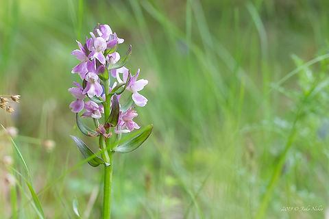 Roman orchid - Dactylorhiza romana https://www.jungledragon.com/image/78769/roman_orchid_-_dactylorhiza_romana.html Asparagales,Bulgaria,Dactylorhiza romana,Europe,Flowering Plant,Geotagged,Magnoliophyta,Monocot,Nature,Orchidaceae,Plantae,Rhodope mountains,Roman Dactylorhiza,Roman orchid,Spring,Wildlife