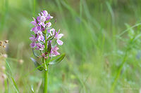Roman orchid - Dactylorhiza romana https://www.jungledragon.com/image/78769/roman_orchid_-_dactylorhiza_romana.html Asparagales,Bulgaria,Dactylorhiza romana,Europe,Flowering Plant,Geotagged,Magnoliophyta,Monocot,Nature,Orchidaceae,Plantae,Rhodope mountains,Roman Dactylorhiza,Roman orchid,Spring,Wildlife