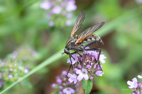 Dancing fly - Empis tessellata  Animal,Animalia,Arthropoda,Bulgaria,Dancing fly,Diptera,Empididae,Empis tessellata,Europe,Geotagged,Insect,Insecta,Nature,Rhodope mountains,Spring,Wildlife
