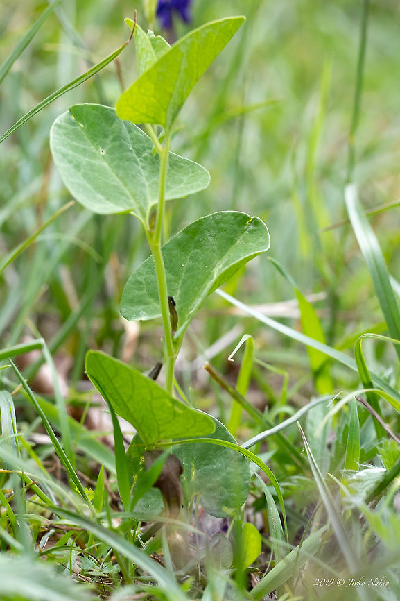 Aristolochia fontanesii <figure class="photo"><a href="https://www.jungledragon.com/image/78833/aristolochia_fontanesii.html" title="Aristolochia fontanesii"><img src="https://s3.amazonaws.com/media.jungledragon.com/images/1332/78833_thumb.jpg?AWSAccessKeyId=05GMT0V3GWVNE7GGM1R2&Expires=1769040010&Signature=rCfs814%2FNrRbmkACrKPZc%2FiA1xs%3D" width="200" height="134" alt="Aristolochia fontanesii https://www.jungledragon.com/image/78832/aristolochia_fontanesii.html<br />
https://www.jungledragon.com/image/78834/aristolochia_fontanesii.html Aristolochia fontanesii,Aristolochiaceae,Bulgaria,Eudicot,Europe,Flowering Plant,Geotagged,Magnoliophyta,Nature,Piperales,Plantae,Rhodope mountains,Spring,Wildlife" /></a></figure><br />
<figure class="photo"><a href="https://www.jungledragon.com/image/78834/aristolochia_fontanesii.html" title="Aristolochia fontanesii"><img src="https://s3.amazonaws.com/media.jungledragon.com/images/1332/78834_thumb.jpg?AWSAccessKeyId=05GMT0V3GWVNE7GGM1R2&Expires=1769040010&Signature=9dn1lTHGwI92ZlMDi4GqmMPyADs%3D" width="200" height="134" alt="Aristolochia fontanesii  Aristolochia fontanesii,Aristolochiaceae,Bulgaria,Eudicot,Europe,Flowering Plant,Geotagged,Magnoliophyta,Nature,Piperales,Plantae,Rhodope mountains,Spring,Wildlife" /></a></figure> Aristolochia fontanesii,Aristolochiaceae,Bulgaria,Eudicot,Europe,Flowering Plant,Geotagged,Magnoliophyta,Nature,Piperales,Plantae,Rhodope mountains,Spring,Wildlife