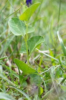 Aristolochia fontanesii https://www.jungledragon.com/image/78833/aristolochia_fontanesii.html
https://www.jungledragon.com/image/78834/aristolochia_fontanesii.html Aristolochia fontanesii,Aristolochiaceae,Bulgaria,Eudicot,Europe,Flowering Plant,Geotagged,Magnoliophyta,Nature,Piperales,Plantae,Rhodope mountains,Spring,Wildlife