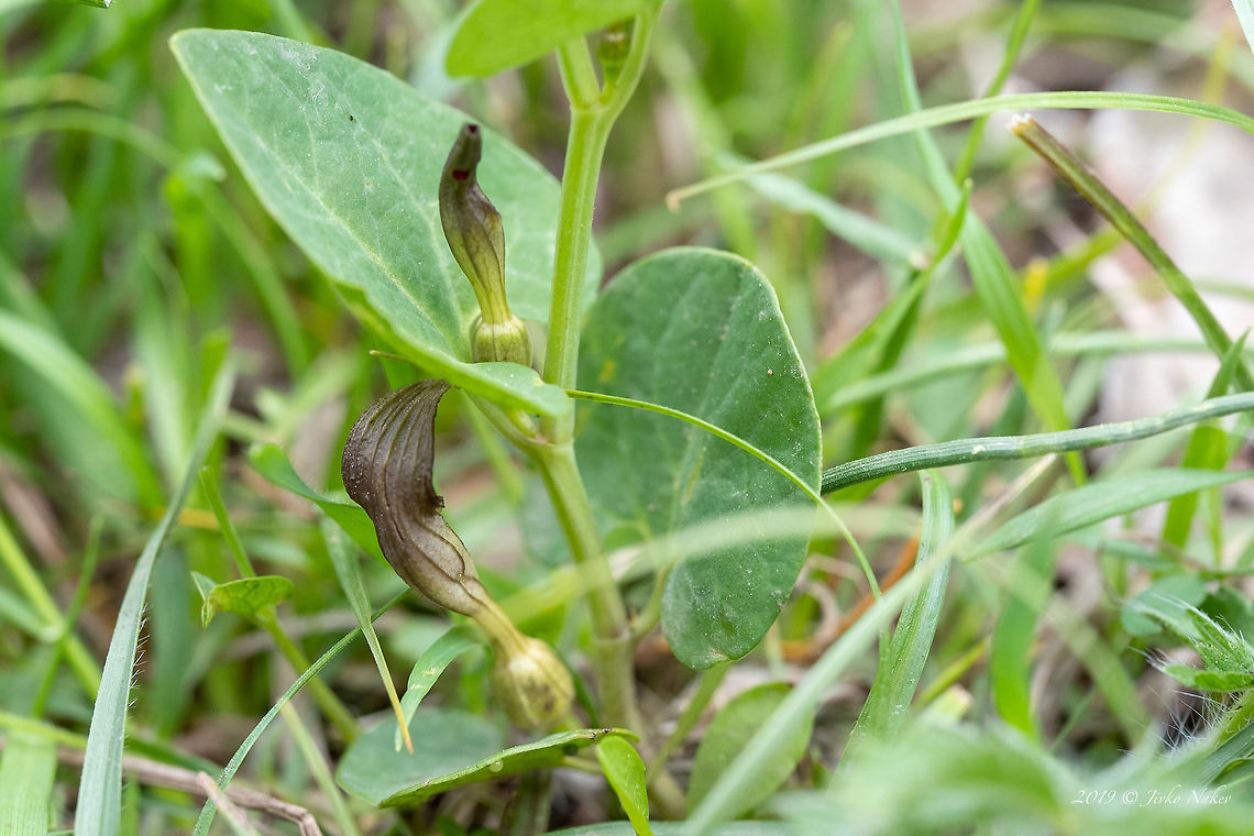 Aristolochia fontanesii <figure class="photo"><a href="https://www.jungledragon.com/image/78832/aristolochia_fontanesii.html" title="Aristolochia fontanesii"><img src="https://s3.amazonaws.com/media.jungledragon.com/images/1332/78832_thumb.jpg?AWSAccessKeyId=05GMT0V3GWVNE7GGM1R2&Expires=1769040010&Signature=HTJ9z5RdDV0aTcRUsydKO3CwMMQ%3D" width="102" height="152" alt="Aristolochia fontanesii https://www.jungledragon.com/image/78833/aristolochia_fontanesii.html<br />
https://www.jungledragon.com/image/78834/aristolochia_fontanesii.html Aristolochia fontanesii,Aristolochiaceae,Bulgaria,Eudicot,Europe,Flowering Plant,Geotagged,Magnoliophyta,Nature,Piperales,Plantae,Rhodope mountains,Spring,Wildlife" /></a></figure><br />
<figure class="photo"><a href="https://www.jungledragon.com/image/78834/aristolochia_fontanesii.html" title="Aristolochia fontanesii"><img src="https://s3.amazonaws.com/media.jungledragon.com/images/1332/78834_thumb.jpg?AWSAccessKeyId=05GMT0V3GWVNE7GGM1R2&Expires=1769040010&Signature=9dn1lTHGwI92ZlMDi4GqmMPyADs%3D" width="200" height="134" alt="Aristolochia fontanesii  Aristolochia fontanesii,Aristolochiaceae,Bulgaria,Eudicot,Europe,Flowering Plant,Geotagged,Magnoliophyta,Nature,Piperales,Plantae,Rhodope mountains,Spring,Wildlife" /></a></figure> Aristolochia fontanesii,Aristolochiaceae,Bulgaria,Eudicot,Europe,Flowering Plant,Geotagged,Magnoliophyta,Nature,Piperales,Plantae,Rhodope mountains,Spring,Wildlife