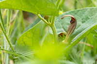 Aristolochia fontanesii  Aristolochia fontanesii,Aristolochiaceae,Bulgaria,Eudicot,Europe,Flowering Plant,Geotagged,Magnoliophyta,Nature,Piperales,Plantae,Rhodope mountains,Spring,Wildlife