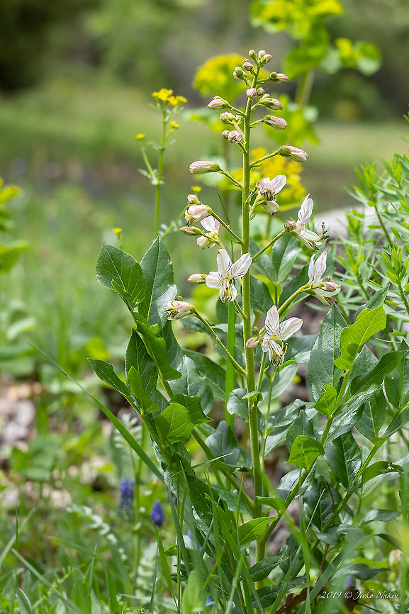 Burning bush - Dictamnus albus  Bulgaria,Burning Bush,Burning bush,Dictamnus albus,Eudicot,False Dittany,Flowering Plant,Gas-plant,Geotagged,Herb,Magnoliophyta,Medicinal plant,Nature,Plantae,Poisonous plant,Rutaceae,Sapindales,Spring,Wildlife
