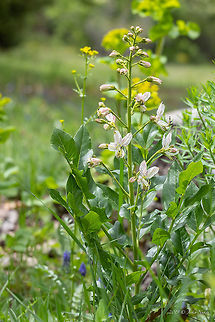 Burning bush - Dictamnus albus  Bulgaria,Burning Bush,Burning bush,Dictamnus albus,Eudicot,False Dittany,Flowering Plant,Gas-plant,Geotagged,Herb,Magnoliophyta,Medicinal plant,Nature,Plantae,Poisonous plant,Rutaceae,Sapindales,Spring,Wildlife