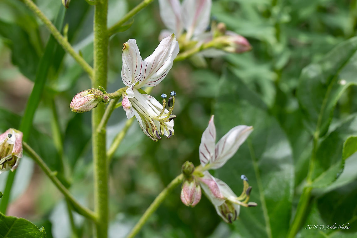 Burning bush - Dictamnus albus <a href="https://www.jungledragon.com/image/78835" rel="nofollow">https://www.jungledragon.com/image/78835</a> Bulgaria,Burning Bush,Burning bush,Dictamnus albus,Eudicot,False Dittany,Flowering Plant,Gas-plant,Geotagged,Herb,Magnoliophyta,Medicinal plant,Nature,Plantae,Poisonous plant,Rutaceae,Sapindales,Spring,Wildlife