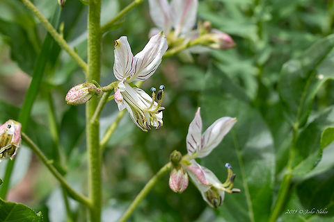 Burning bush - Dictamnus albus https://www.jungledragon.com/image/78835 Bulgaria,Burning Bush,Burning bush,Dictamnus albus,Eudicot,False Dittany,Flowering Plant,Gas-plant,Geotagged,Herb,Magnoliophyta,Medicinal plant,Nature,Plantae,Poisonous plant,Rutaceae,Sapindales,Spring,Wildlife