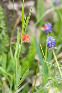 Round-seeded vetchling - Lathyrus sphaericus https://www.jungledragon.com/image/78839/round-seeded_vetchling_-_lathyrus_sphaericus.html Bulgaria,Eudicot,Fabaceae,Fabales,Flowering Plant,Geotagged,Lathyrus sphaericus,Magnoliophyta,Nature,Plantae,Round-seeded vetchling,Spring,Wildlife