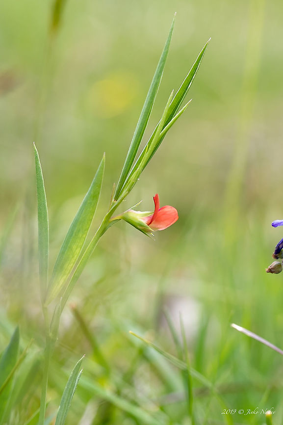 Round-seeded vetchling - Lathyrus sphaericus <figure class="photo"><a href="https://www.jungledragon.com/image/78838/round-seeded_vetchling_-_lathyrus_sphaericus.html" title="Round-seeded vetchling - Lathyrus sphaericus"><img src="https://s3.amazonaws.com/media.jungledragon.com/images/1332/78838_thumb.jpg?AWSAccessKeyId=05GMT0V3GWVNE7GGM1R2&Expires=1769040010&Signature=POQSfKYyL4EJAcjnBRota9HtSXs%3D" width="102" height="152" alt="Round-seeded vetchling - Lathyrus sphaericus https://www.jungledragon.com/image/78839/round-seeded_vetchling_-_lathyrus_sphaericus.html Bulgaria,Eudicot,Fabaceae,Fabales,Flowering Plant,Geotagged,Lathyrus sphaericus,Magnoliophyta,Nature,Plantae,Round-seeded vetchling,Spring,Wildlife" /></a></figure> Bulgaria,Eudicot,Fabaceae,Fabales,Flowering Plant,Geotagged,Lathyrus sphaericus,Magnoliophyta,Nature,Plantae,Round-seeded vetchling,Spring,Wildlife