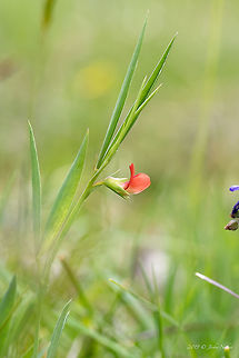Round-seeded vetchling - Lathyrus sphaericus https://www.jungledragon.com/image/78838/round-seeded_vetchling_-_lathyrus_sphaericus.html Bulgaria,Eudicot,Fabaceae,Fabales,Flowering Plant,Geotagged,Lathyrus sphaericus,Magnoliophyta,Nature,Plantae,Round-seeded vetchling,Spring,Wildlife