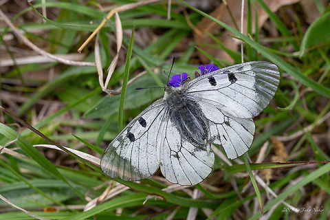 Clouded apollo - Parnassius mnemosyne  Bulgaria,Clouded Apollo,Geotagged,Parnassius mnemosyne,Spring