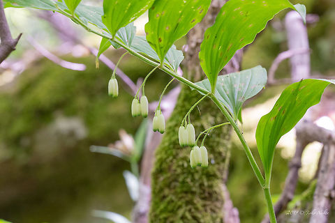 Solomon's seal - Polygonatum multiflorum  Asparagaceae,Asparagales,Bulgaria,Flowering Plant,Geotagged,Magnoliophyta,Monocot,Nature,Plantae,Polygonatum multiflorum,Solomon's seal,Spring,Wildlife