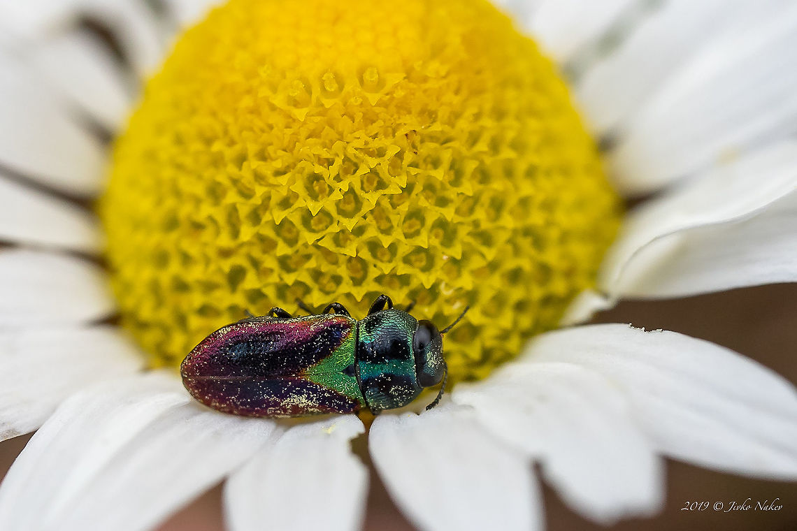 Jewel beetle - Anthaxia bicolor <figure class="photo"><a href="https://www.jungledragon.com/image/78857/jewel_beetle_-_anthaxia_bicolor.html" title="Jewel beetle - Anthaxia bicolor"><img src="https://s3.amazonaws.com/media.jungledragon.com/images/1332/78857_thumb.jpg?AWSAccessKeyId=05GMT0V3GWVNE7GGM1R2&Expires=1759968010&Signature=3C7LqJRokiw1LO6DYku2CSEZOYk%3D" width="200" height="134" alt="Jewel beetle - Anthaxia bicolor https://www.jungledragon.com/image/78856/jewel_beetle_-_anthaxia_bicolor.html Animal,Animalia,Anthaxia bicolor,Arthropoda,Bulgaria,Buprestidae,Coleoptera,Geotagged,Insect,Insecta,Jewel Beetle,Nature,Spring,Wildlife,Wood-boring Beetle" /></a></figure> Animal,Animalia,Anthaxia bicolor,Arthropoda,Bulgaria,Buprestidae,Coleoptera,Geotagged,Insect,Insecta,Jewel Beetle,Nature,Spring,Wildlife,Wood-boring Beetle