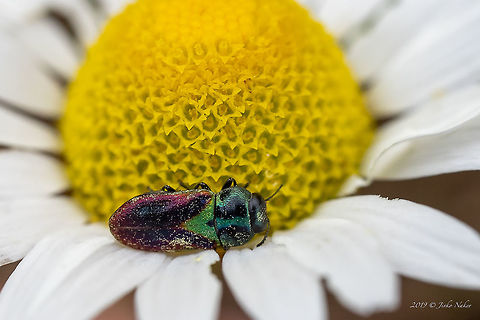 Jewel beetle - Anthaxia bicolor https://www.jungledragon.com/image/78857/jewel_beetle_-_anthaxia_bicolor.html Animal,Animalia,Anthaxia bicolor,Arthropoda,Bulgaria,Buprestidae,Coleoptera,Geotagged,Insect,Insecta,Jewel Beetle,Nature,Spring,Wildlife,Wood-boring Beetle