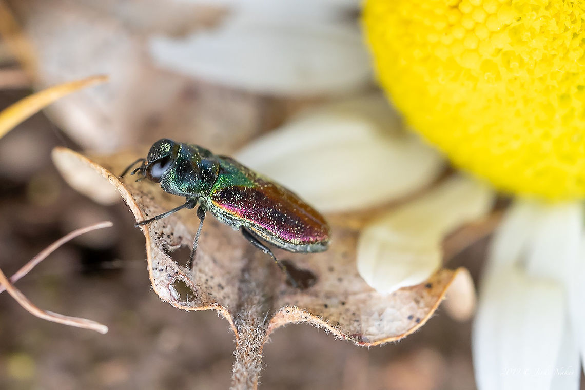Jewel beetle - Anthaxia bicolor <figure class="photo"><a href="https://www.jungledragon.com/image/78856/jewel_beetle_-_anthaxia_bicolor.html" title="Jewel beetle - Anthaxia bicolor"><img src="https://s3.amazonaws.com/media.jungledragon.com/images/1332/78856_thumb.jpg?AWSAccessKeyId=05GMT0V3GWVNE7GGM1R2&Expires=1769040010&Signature=7PslBACRTdPDHsYUu2xxg5txreg%3D" width="200" height="134" alt="Jewel beetle - Anthaxia bicolor https://www.jungledragon.com/image/78857/jewel_beetle_-_anthaxia_bicolor.html Animal,Animalia,Anthaxia bicolor,Arthropoda,Bulgaria,Buprestidae,Coleoptera,Geotagged,Insect,Insecta,Jewel Beetle,Nature,Spring,Wildlife,Wood-boring Beetle" /></a></figure> Animal,Animalia,Anthaxia bicolor,Arthropoda,Bulgaria,Buprestidae,Coleoptera,Geotagged,Insect,Insecta,Jewel Beetle,Nature,Spring,Wildlife,Wood-boring Beetle