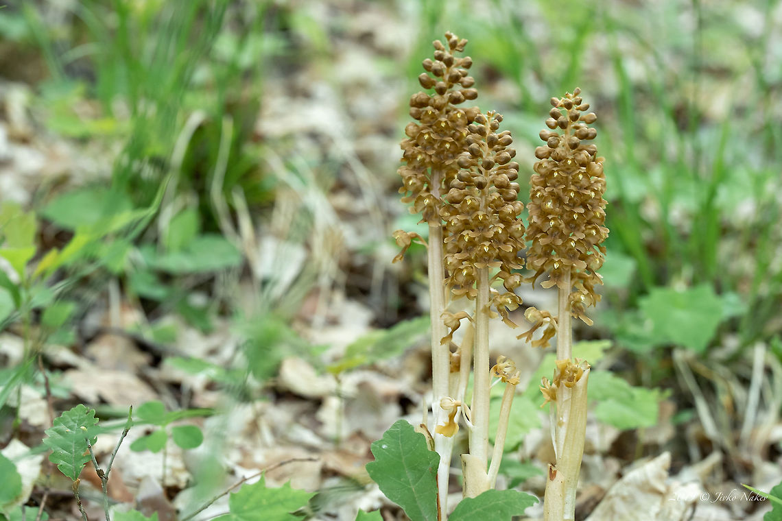 Bird's-nest orchid - Neottia nidus-avis <figure class="photo"><a href="https://www.jungledragon.com/image/78859/birds-nest_orchid_-_neottia_nidus-avis.html" title="Bird's-nest orchid - Neottia nidus-avis"><img src="https://s3.amazonaws.com/media.jungledragon.com/images/1332/78859_thumb.jpg?AWSAccessKeyId=05GMT0V3GWVNE7GGM1R2&Expires=1770854410&Signature=%2BrKGCwr5l%2F97uxgX7yOdQ71Q7m4%3D" width="200" height="134" alt="Bird's-nest orchid - Neottia nidus-avis https://www.jungledragon.com/image/78858/birds-nest_orchid_-_neottia_nidus-avis.html Asparagales,Bird's nest orchid,Birds-nest orchid,Bulgaria,Europe,Flowering Plant,Geotagged,Magnoliophyta,Monocot,Nature,Neottia nidus-avis,Orchidaceae,Plantae,Rhodope mountains,Spring,Wildlife" /></a></figure> Asparagales,Bird's nest orchid,Birds-nest orchid,Bulgaria,Europe,Flowering Plant,Geotagged,Magnoliophyta,Monocot,Nature,Neottia nidus-avis,Orchidaceae,Plantae,Rhodope mountains,Spring,Wildlife
