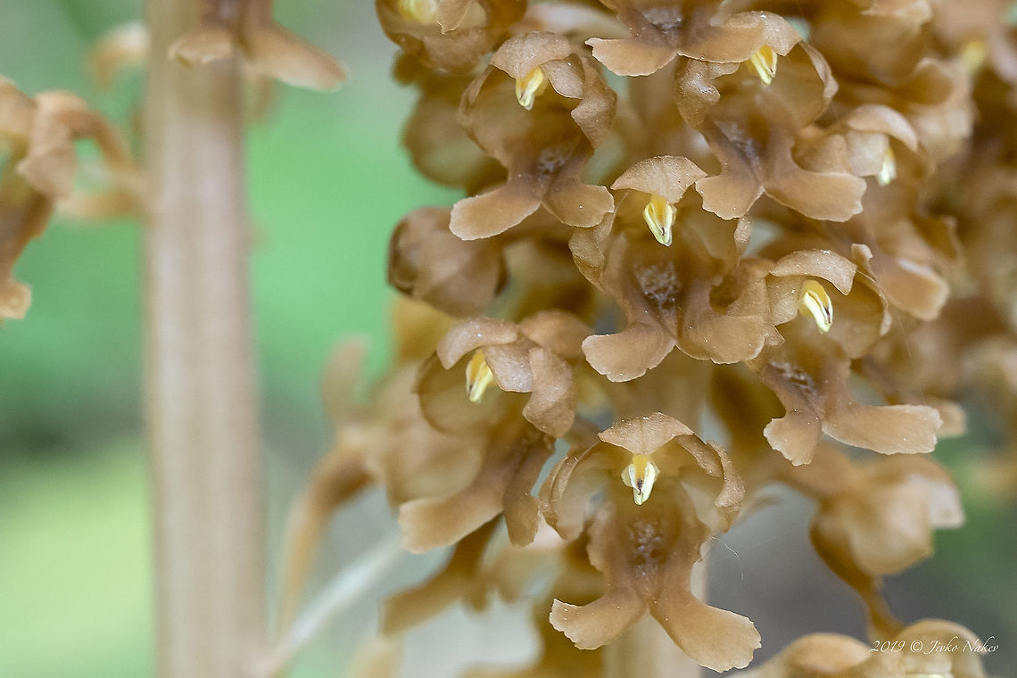Bird's-nest orchid - Neottia nidus-avis <figure class="photo"><a href="https://www.jungledragon.com/image/78858/birds-nest_orchid_-_neottia_nidus-avis.html" title="Bird's-nest orchid - Neottia nidus-avis"><img src="https://s3.amazonaws.com/media.jungledragon.com/images/1332/78858_thumb.jpg?AWSAccessKeyId=05GMT0V3GWVNE7GGM1R2&Expires=1769040010&Signature=XuaBRQ0FnAzfpZ9KK9RC0lMCHXI%3D" width="200" height="134" alt="Bird's-nest orchid - Neottia nidus-avis https://www.jungledragon.com/image/78859/birds-nest_orchid_-_neottia_nidus-avis.html Asparagales,Bird's nest orchid,Birds-nest orchid,Bulgaria,Europe,Flowering Plant,Geotagged,Magnoliophyta,Monocot,Nature,Neottia nidus-avis,Orchidaceae,Plantae,Rhodope mountains,Spring,Wildlife" /></a></figure> Asparagales,Bird's nest orchid,Birds-nest orchid,Bulgaria,Europe,Flowering Plant,Geotagged,Magnoliophyta,Monocot,Nature,Neottia nidus-avis,Orchidaceae,Plantae,Rhodope mountains,Spring,Wildlife