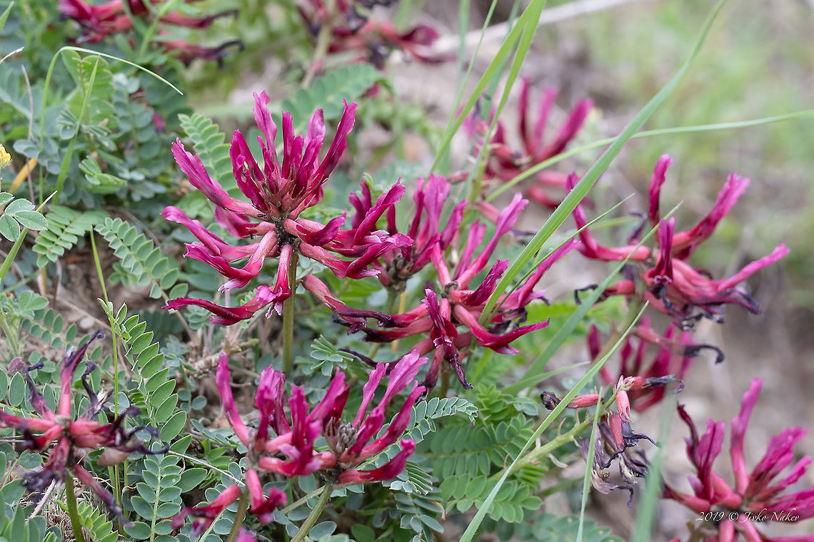 Astragalus monspessulanus  Astragalus monspessulanus,Bulgaria,Eudicot,Europe,Fabaceae,Fabales,Flowering Plant,Geotagged,Magnoliophyta,Nature,Plantae,Rhodope mountains,Spring,Wildlife