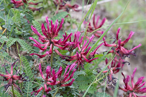 Astragalus monspessulanus