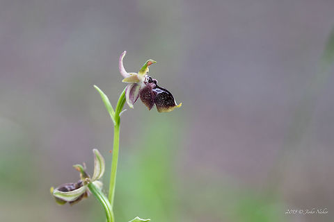 Ophrys reinholdii Endangered species in Bulgaria.
https://www.jungledragon.com/image/78866/ophrys_reinholdii.html
https://www.jungledragon.com/image/78865/ophrys_reinholdii.html Asparagales,Bulgaria,Europe,Flowering Plant,Geotagged,Magnoliophyta,Monocot,Nature,Ophrys reinholdii,Orchidaceae,Plantae,Rhodope mountains,Spring,Wildflower,Wildlife