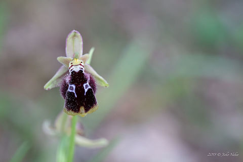 Ophrys reinholdii Endangered species in Bulgaria.
https://www.jungledragon.com/image/78866/ophrys_reinholdii.html
https://www.jungledragon.com/image/78864/ophrys_reinholdii.html Asparagales,Bulgaria,Europe,Flowering Plant,Geotagged,Magnoliophyta,Monocot,Nature,Ophrys reinholdii,Orchidaceae,Plantae,Rhodope mountains,Spring,Wildflower,Wildlife