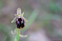 Ophrys reinholdii Endangered species in Bulgaria.<br />
https://www.jungledragon.com/image/78866/ophrys_reinholdii.html<br />
https://www.jungledragon.com/image/78864/ophrys_reinholdii.html Asparagales,Bulgaria,Europe,Flowering Plant,Geotagged,Magnoliophyta,Monocot,Nature,Ophrys reinholdii,Orchidaceae,Plantae,Rhodope mountains,Spring,Wildflower,Wildlife