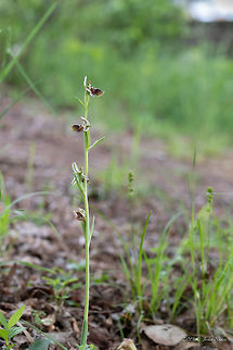 Ophrys reinholdii Endangered species in Bulgaria.
https://www.jungledragon.com/image/78865/ophrys_reinholdii.html
https://www.jungledragon.com/image/78864/ophrys_reinholdii.html Asparagales,Bulgaria,Europe,Flowering Plant,Geotagged,Magnoliophyta,Monocot,Nature,Ophrys reinholdii,Orchidaceae,Plantae,Rhodope mountains,Spring,Wildflower,Wildlife