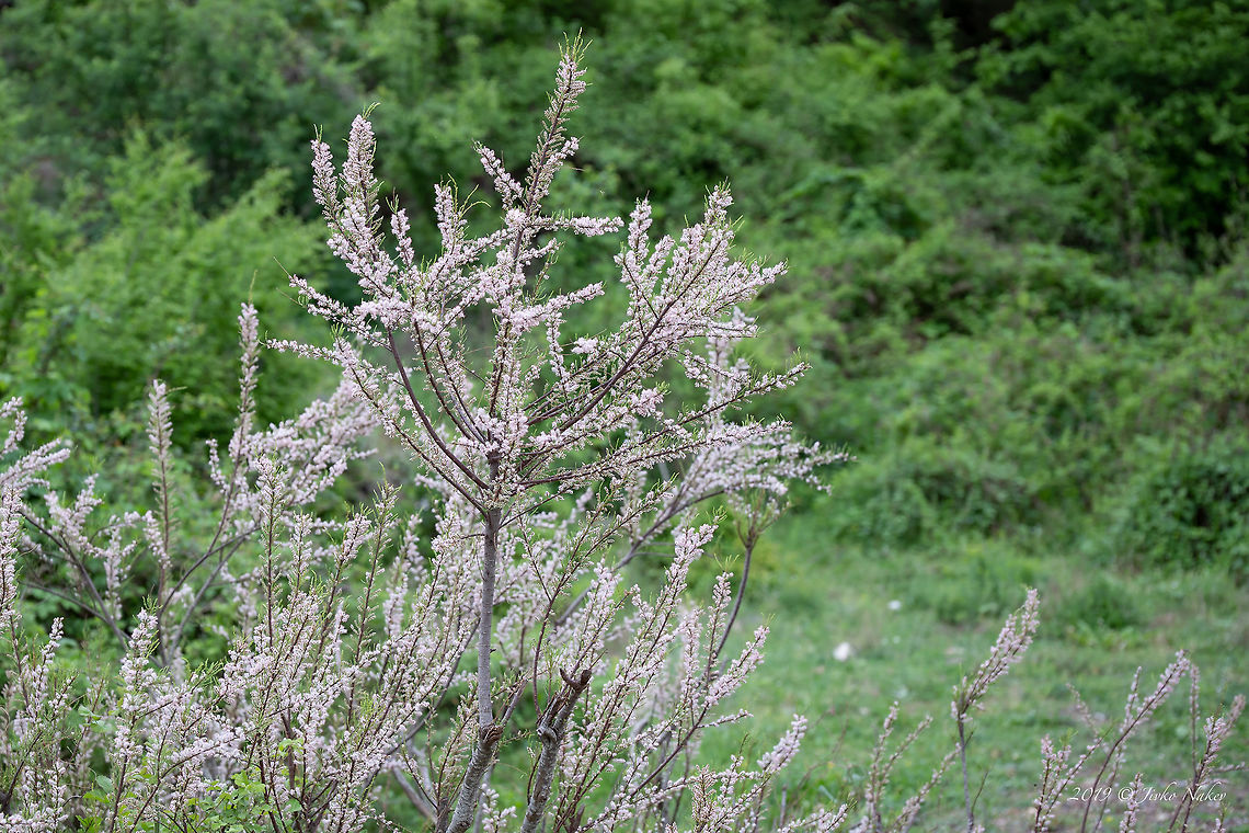 Four-stamen tamarisk - Tamarix tetrandra <figure class="photo"><a href="https://www.jungledragon.com/image/78868/four-stamen_tamarisk_-_tamarix_tetrandra.html" title="Four-stamen tamarisk - Tamarix tetrandra"><img src="https://s3.amazonaws.com/media.jungledragon.com/images/1332/78868_thumb.jpg?AWSAccessKeyId=05GMT0V3GWVNE7GGM1R2&Expires=1769040010&Signature=mmuEIxZ6qeeL3VhpAoemfgstsg8%3D" width="200" height="134" alt="Four-stamen tamarisk - Tamarix tetrandra https://www.jungledragon.com/image/78867/four-stamen_tamarisk_-_tamarix_tetrandra.html Bulgaria,Caryophyllales,Eudicot,Europe,Flowering Plant,Four-stamen tamarisk,Geotagged,Magnoliophyta,Nature,Plantae,Rhodope mountains,Spring,Tamaricaceae,Tamarix tetrandra,Wildlife" /></a></figure> Bulgaria,Caryophyllales,Eudicot,Europe,Flowering Plant,Four-stamen tamarisk,Geotagged,Magnoliophyta,Nature,Plantae,Rhodope mountains,Spring,Tamaricaceae,Tamarix tetrandra,Wildlife
