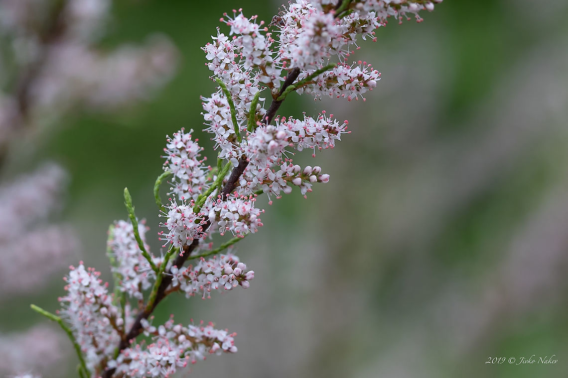 Four-stamen tamarisk - Tamarix tetrandra <figure class="photo"><a href="https://www.jungledragon.com/image/78867/four-stamen_tamarisk_-_tamarix_tetrandra.html" title="Four-stamen tamarisk - Tamarix tetrandra"><img src="https://s3.amazonaws.com/media.jungledragon.com/images/1332/78867_thumb.jpg?AWSAccessKeyId=05GMT0V3GWVNE7GGM1R2&Expires=1759968010&Signature=0kEmO23P2Lt95jLrriC7Dy1NXgg%3D" width="200" height="134" alt="Four-stamen tamarisk - Tamarix tetrandra https://www.jungledragon.com/image/78868/four-stamen_tamarisk_-_tamarix_tetrandra.html Bulgaria,Caryophyllales,Eudicot,Europe,Flowering Plant,Four-stamen tamarisk,Geotagged,Magnoliophyta,Nature,Plantae,Rhodope mountains,Spring,Tamaricaceae,Tamarix tetrandra,Wildlife" /></a></figure> Bulgaria,Caryophyllales,Eudicot,Europe,Flowering Plant,Four-stamen tamarisk,Geotagged,Magnoliophyta,Nature,Plantae,Rhodope mountains,Spring,Tamaricaceae,Tamarix tetrandra,Wildlife