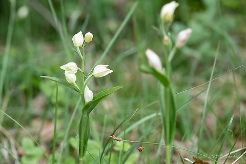 Large white helleborine - Cephalanthera damasonium  Asparagales,Bulgaria,Cephalanthera damasonium,Europe,Flowering Plant,Geotagged,Large white helleborine,Magnoliophyta,Monocot,Nature,Orchidaceae,Plantae,Rhodope mountains,Spring,White Helleborine,Wildlife