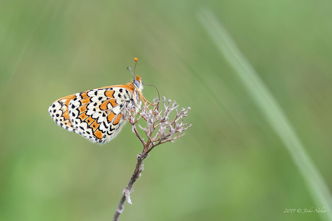 Glanville fritillary - Melitaea cinxia <figure class="photo"><a href="https://www.jungledragon.com/image/16286/glanville_fritillary_butterfly_caterpillar_-_melitaea_cinxia.html" title="Glanville Fritillary Butterfly Caterpillar - Melitaea cinxia"><img src="https://s3.amazonaws.com/media.jungledragon.com/images/1332/16286_thumb.jpg?AWSAccessKeyId=05GMT0V3GWVNE7GGM1R2&Expires=1767225610&Signature=2UUh%2FbaELJtPv0bw%2F374qYfHdGE%3D" width="200" height="134" alt="Glanville Fritillary Butterfly Caterpillar - Melitaea cinxia Captured in Vitosha mountain, Bistrishko braniste nature reserve.<br />
https://www.jungledragon.com/image/78900/glanville_fritillary_-_melitaea_cinxia.html Bulgaria,Geotagged,Glanville Fritillary,Melitaea cinxia,butterfly,caterpillar,insect,lepidoptera,melitaea cinxia,nature" /></a></figure> Animal,Animalia,Arthropoda,Brush-footed butterfly,Bulgaria,Geotagged,Glanville Fritillary,Glanville fritillary,Insect,Insecta,Lepidoptera,Melitaea cinxia,Nature,Nymphalidae,Spring,Wildlife
