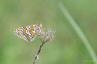 Glanville fritillary - Melitaea cinxia https://www.jungledragon.com/image/16286/glanville_fritillary_butterfly_caterpillar_-_melitaea_cinxia.html Animal,Animalia,Arthropoda,Brush-footed butterfly,Bulgaria,Geotagged,Glanville Fritillary,Glanville fritillary,Insect,Insecta,Lepidoptera,Melitaea cinxia,Nature,Nymphalidae,Spring,Wildlife
