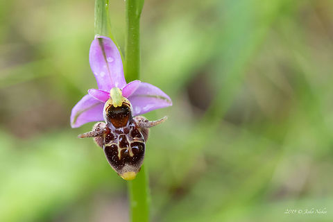 Ophrys scolopax