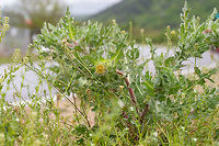 St. Benedict's thistle - Cnicus benedictus Some sources show as accepted scientific name Centaurea benedicta (L.) L. and Cnicus benedictus L. as synonym.<br />
https://www.jungledragon.com/image/78918/st._benedicts_thistle_-_cnicus_benedictus.html Asteraceae,Asterales,Bulgaria,Centaurea benedicta,Cnicus,Cnicus benedictus,Eudicot,Flowering Plant,Geotagged,Holy thistle,Magnoliophyta,Nature,Plantae,Spring,St. Benedict's thistle,Wildlife