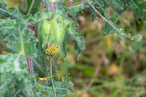St. Benedict's thistle - Cnicus benedictus Some sources show as accepted scientific name Centaurea benedicta (L.) L. and Cnicus benedictus L. as synonym.
https://www.jungledragon.com/image/78917/st._benedicts_thistle_-_cnicus_benedictus.html Asteraceae,Asterales,Bulgaria,Centaurea benedicta,Cnicus,Cnicus benedictus,Eudicot,Flowering Plant,Geotagged,Holy thistle,Magnoliophyta,Nature,Plantae,Spring,St. Benedict's thistle,Wildlife