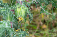 St. Benedict's thistle - Cnicus benedictus Some sources show as accepted scientific name Centaurea benedicta (L.) L. and Cnicus benedictus L. as synonym.<br />
https://www.jungledragon.com/image/78917/st._benedicts_thistle_-_cnicus_benedictus.html Asteraceae,Asterales,Bulgaria,Centaurea benedicta,Cnicus,Cnicus benedictus,Eudicot,Flowering Plant,Geotagged,Holy thistle,Magnoliophyta,Nature,Plantae,Spring,St. Benedict's thistle,Wildlife