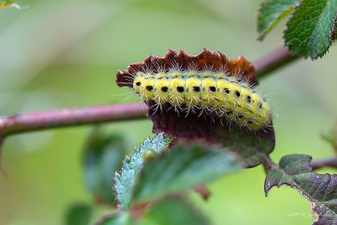 Zygaena ephialtes caterpillar  Animal,Animalia,Arthropoda,Bulgaria,Burnet moth,Caterpillar,Forester moth,Geotagged,Insect,Insecta,Larva,Lepidoptera,Nature,Spring,Wildlife,Zygaena ephialtes,Zygaenidae