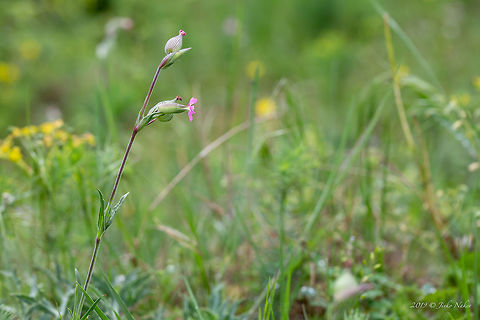 Striped corn catchfly - SIlene conica https://www.jungledragon.com/image/78922/striped_corn_catchfly_-_silene_conica.html Bulgaria,Caryophyllaceae,Caryophyllales,Eudicot,Europe,Flowering Plant,Geotagged,Magnoliophyta,Nature,Plantae,Rhodope mountains,SIlene conica,Sand catchfly,Silene conica,Spring,Striped corn catchfly,Wildflower,Wildlife