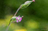 Striped corn catchfly - SIlene conica https://www.jungledragon.com/image/78921/striped_corn_catchfly_-_silene_conica.html Bulgaria,Caryophyllaceae,Caryophyllales,Eudicot,Europe,Flowering Plant,Geotagged,Magnoliophyta,Nature,Plantae,Rhodope mountains,SIlene conica,Sand catchfly,Silene conica,Spring,Striped corn catchfly,Wildflower,Wildlife