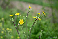 Field milk thistle - Sonchus arvensis https://www.jungledragon.com/image/78925/field_milk_thistle_-_sonchus_arvensis.html Asteraceae,Asterales,Bulgaria,Eudicot,Europe,Field milk thistle,Field sowthistle,Flowering Plant,Geotagged,Magnoliophyta,Nature,Plantae,Rhodope mountains,Sonchus arvensis,Spring,Wildlife