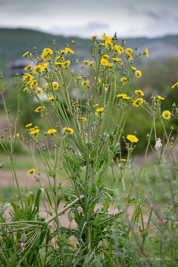 Field milk thistle - Sonchus arvensis <figure class="photo"><a href="https://www.jungledragon.com/image/78924/field_milk_thistle_-_sonchus_arvensis.html" title="Field milk thistle - Sonchus arvensis"><img src="https://s3.amazonaws.com/media.jungledragon.com/images/1332/78924_thumb.jpg?AWSAccessKeyId=05GMT0V3GWVNE7GGM1R2&Expires=1759968010&Signature=X6IvzcgRGxEB4An6%2BOVidiM%2Bv3s%3D" width="200" height="134" alt="Field milk thistle - Sonchus arvensis https://www.jungledragon.com/image/78925/field_milk_thistle_-_sonchus_arvensis.html Asteraceae,Asterales,Bulgaria,Eudicot,Europe,Field milk thistle,Field sowthistle,Flowering Plant,Geotagged,Magnoliophyta,Nature,Plantae,Rhodope mountains,Sonchus arvensis,Spring,Wildlife" /></a></figure> Asteraceae,Asterales,Bulgaria,Eudicot,Europe,Field milk thistle,Field sowthistle,Flowering Plant,Geotagged,Magnoliophyta,Nature,Plantae,Rhodope mountains,Sonchus arvensis,Spring,Wildlife