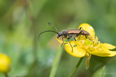 Longhorned beetle - Cortodera flavimana https://www.jungledragon.com/image/78959/longhorned_beetle_-_cortodera_flavimana.html Animal,Animalia,Arthropoda,Bulgaria,Cerambycidae,Coleoptera,Cortodera flavimana,Europe,Geotagged,Insect,Insecta,Longhorn beetle,Nature,Rhodope mountains,Spring,Wildlife