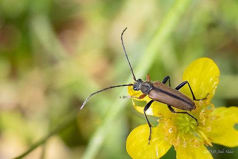 Longhorned beetle - Cortodera flavimana https://www.jungledragon.com/image/78958/longhorned_beetle_-_cortodera_flavimana.html Animal,Animalia,Arthropoda,Bulgaria,Cerambycidae,Coleoptera,Cortodera flavimana,Europe,Geotagged,Insect,Insecta,Longhorn beetle,Nature,Rhodope mountains,Spring,Wildlife