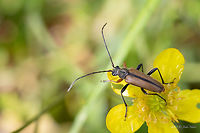 Longhorned beetle - Cortodera flavimana https://www.jungledragon.com/image/78958/longhorned_beetle_-_cortodera_flavimana.html Animal,Animalia,Arthropoda,Bulgaria,Cerambycidae,Coleoptera,Cortodera flavimana,Europe,Geotagged,Insect,Insecta,Longhorn beetle,Nature,Rhodope mountains,Spring,Wildlife